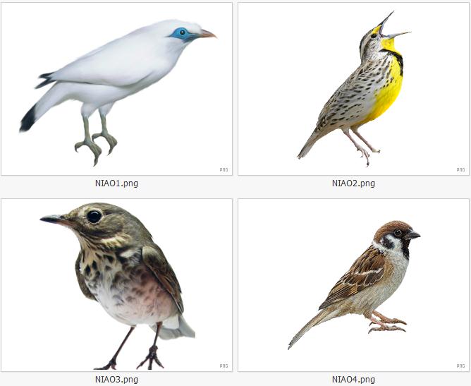 小鸟PNG透明图片免抠图PS素材